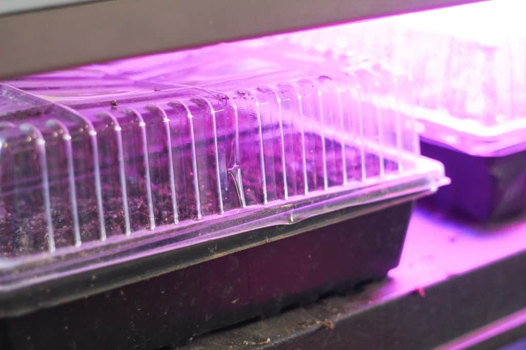 Covered seed tray under grow light