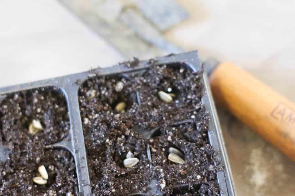 Seed tray with soil and seeds in it