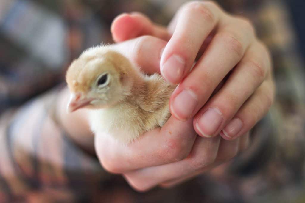 Little girl's hands holding a chick