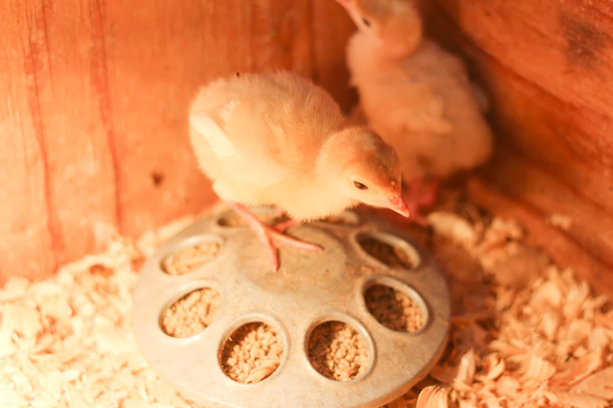Chick Supplies Rosehips & Honey