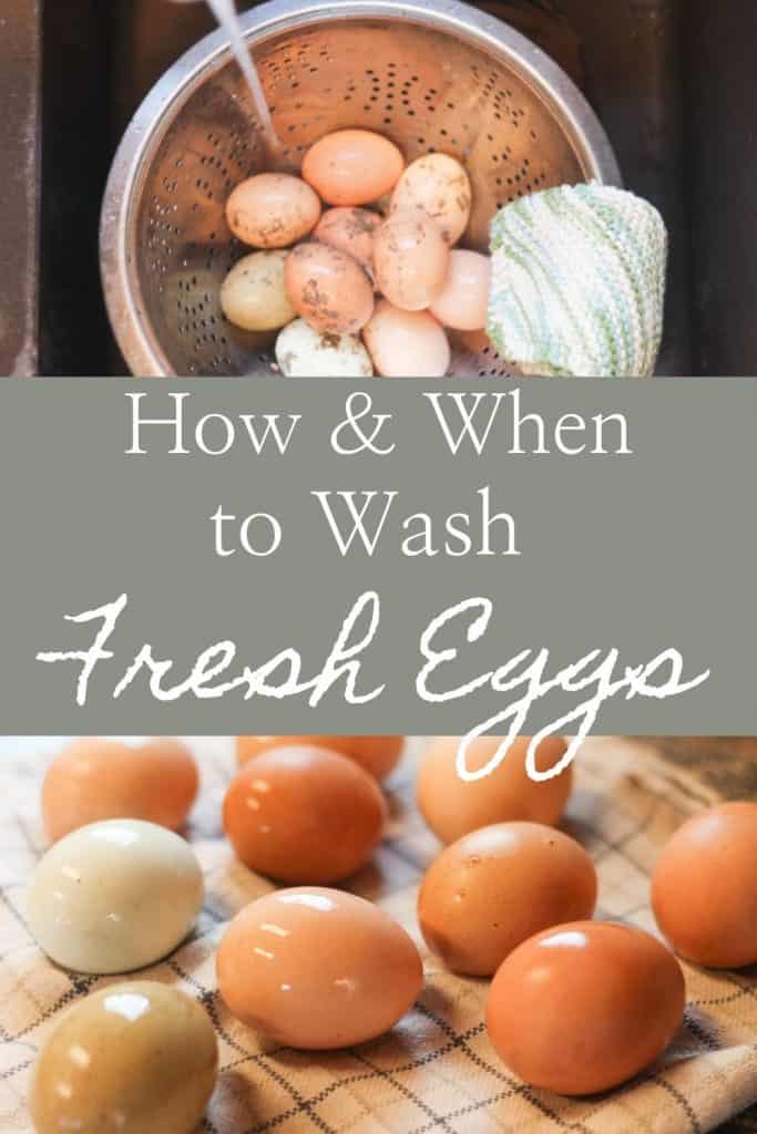How and when to wash fresh eggs Pinterest image