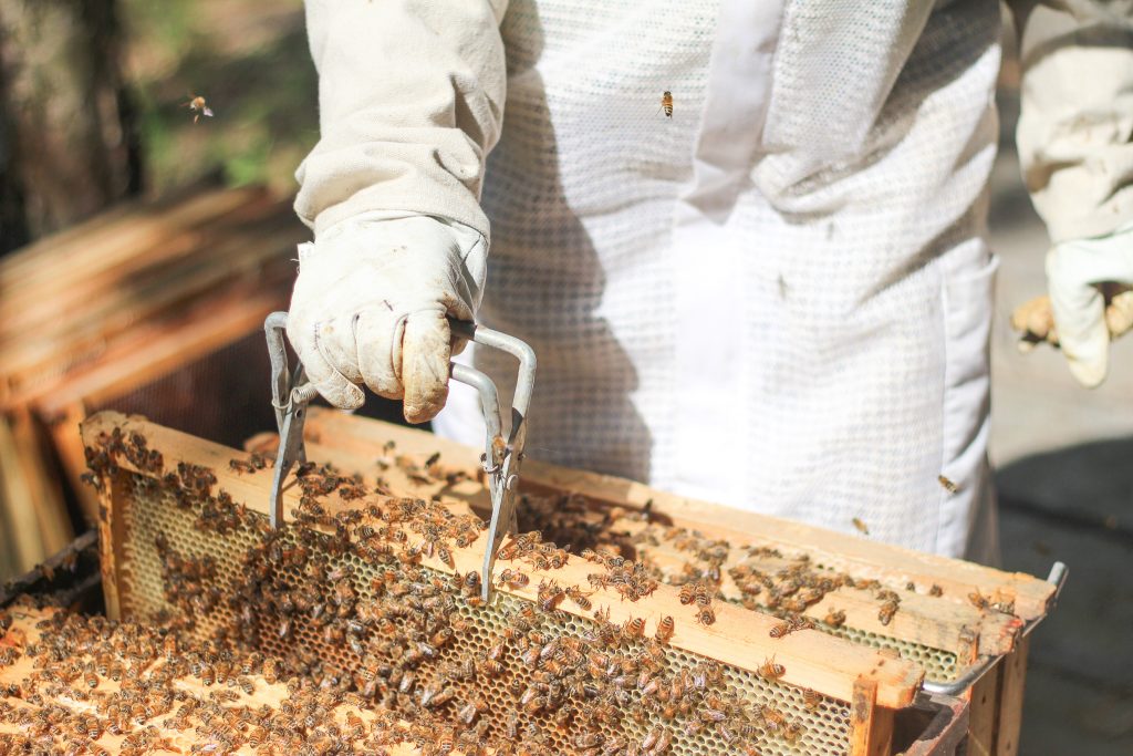 A feral grip lifting a frame out of a beehive box