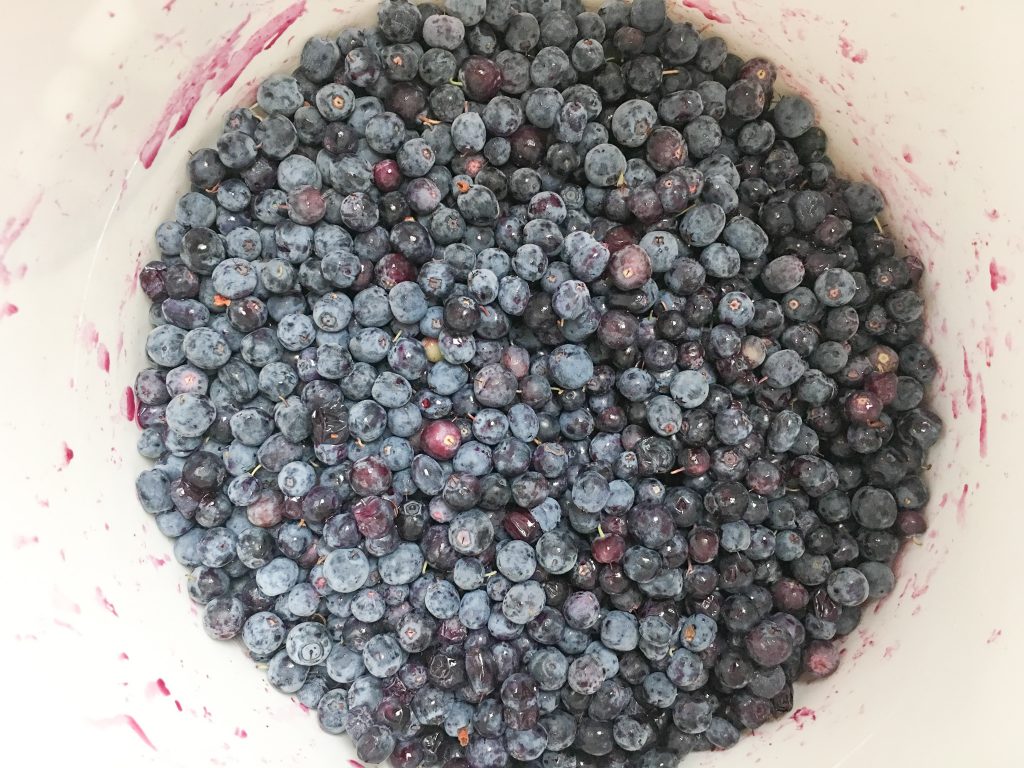 Looking down into a bucket full of wild picked blueberries