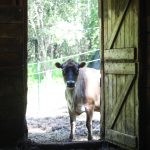 A jersey dairy cow standing in barn doorway