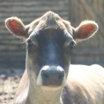 Face of a jersey dairy cow