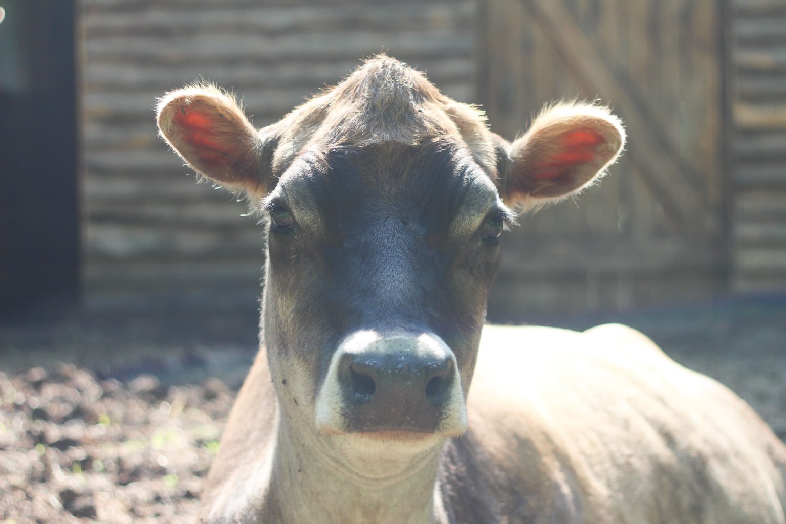 How Much Does a Dairy Cow Cost? Rosehips & Honey