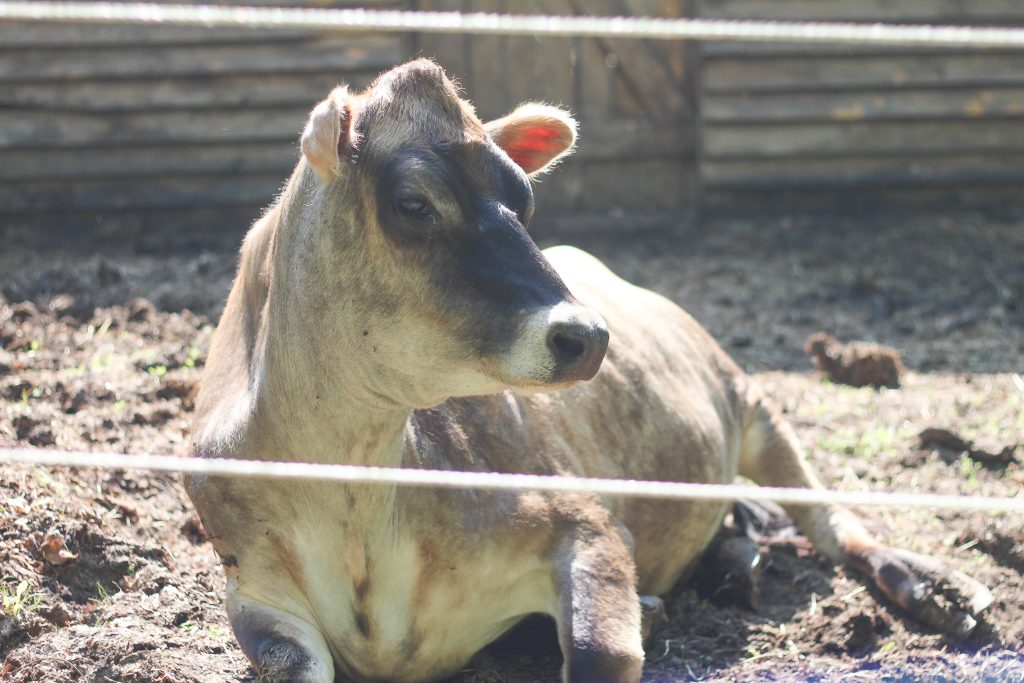 A grown jersey dairy cow laying in the sun