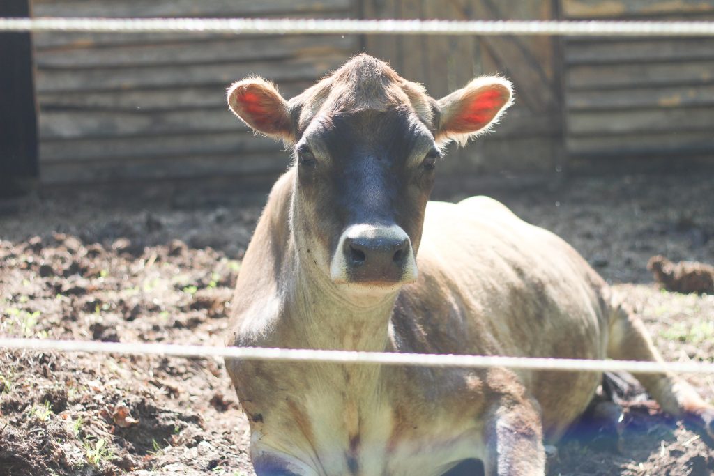 A jersey dairy cow laying in front of a barn