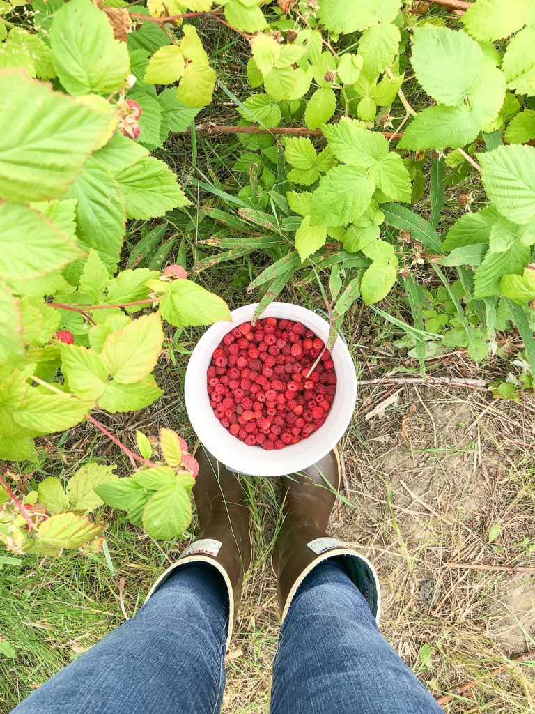 Looking down into a bucket of picked raspberries