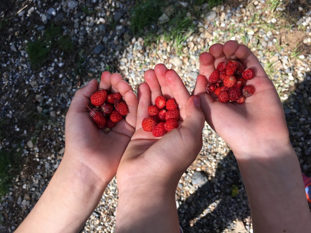 Three childrens' hands holding wild strawberries