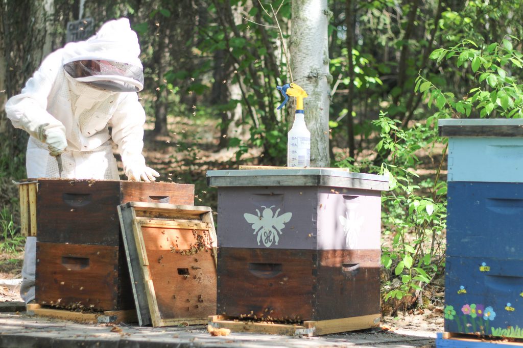 View of three beehives with a beekeeper looking into one