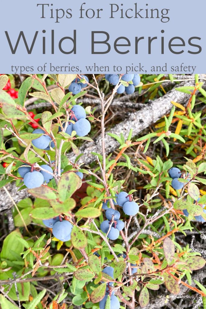 Tips for picking wild berries Pinterest image