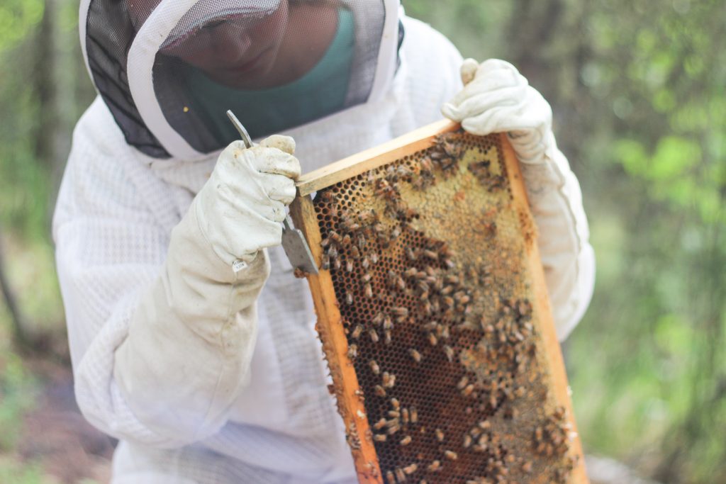 Holding a frame and scraping extra comb off of it using a hive tool