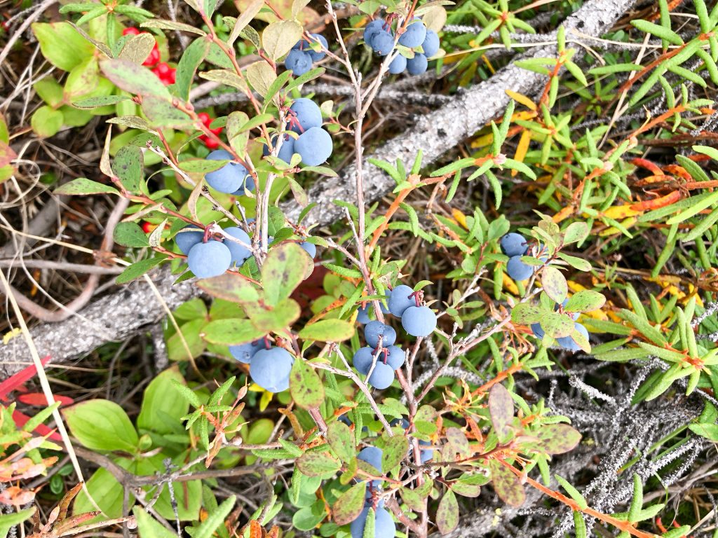 A wild blueberry bush