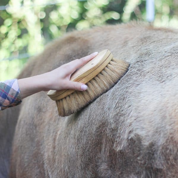 A hand holding a cow brush