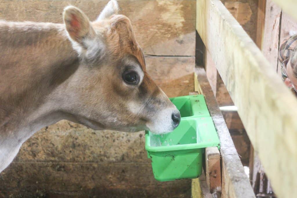 A jersey cow looking into two hanging buckets that container loose minerals for licking