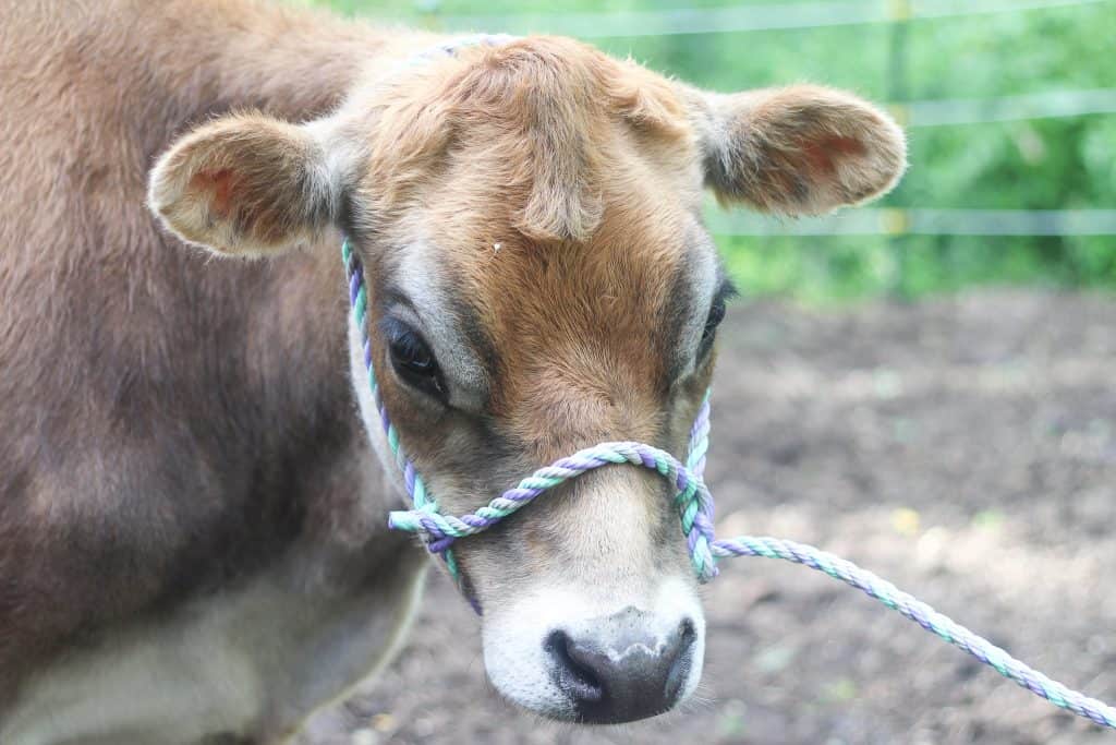 A jersey cow with a rope halter on
