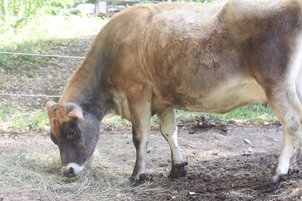 A pregnant cow eating hay