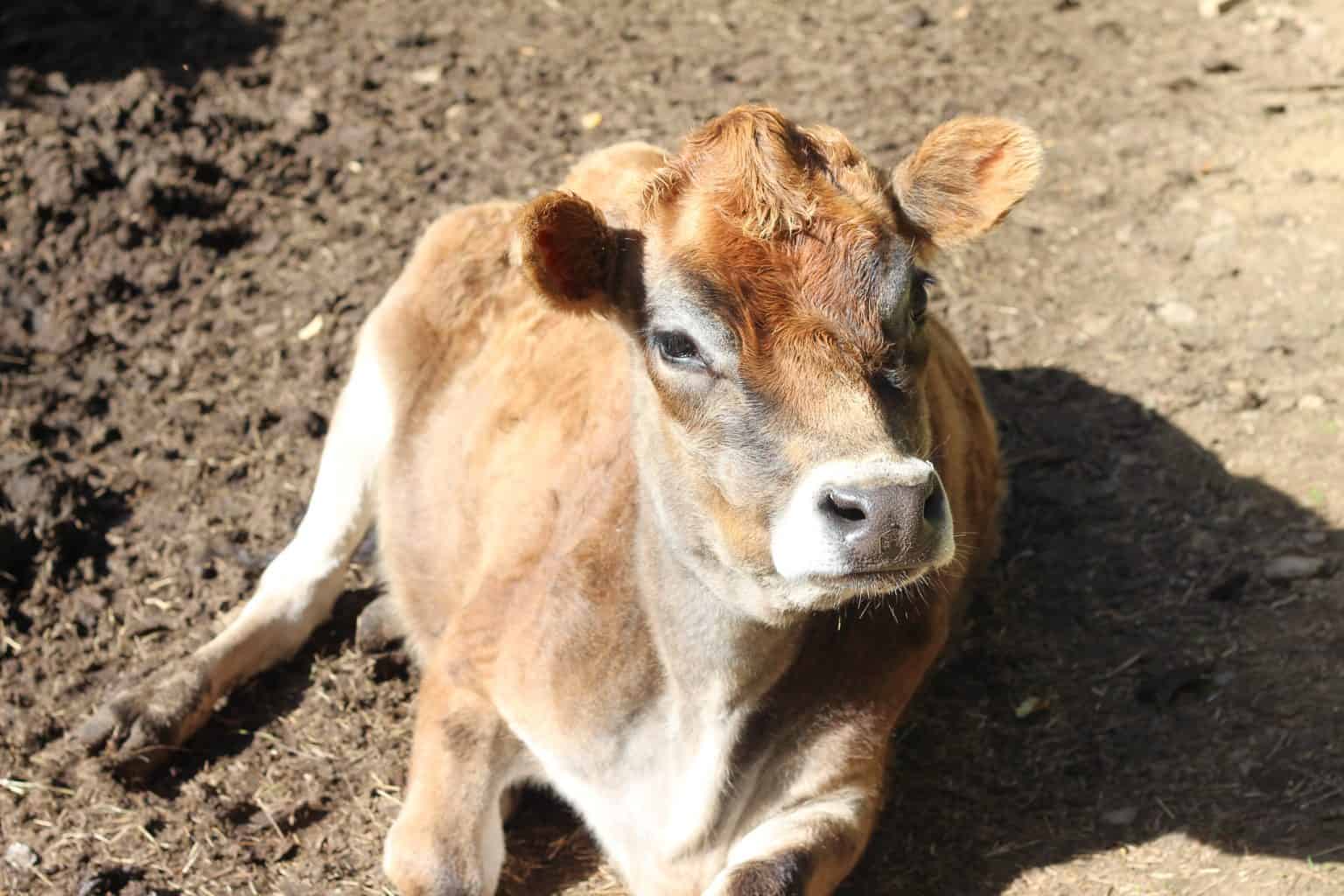 Caring for a Pregnant Dairy Cow Rosehips & Honey