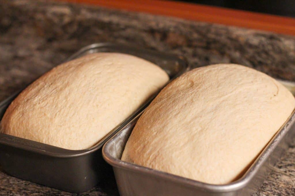 Dough rising in 2 loaf pans before going into the oven