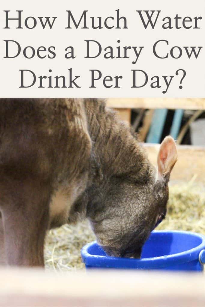 How much water does a dairy cow drink per day? Pinterest image.