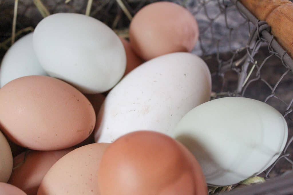 A basket of goose and chicken eggs
