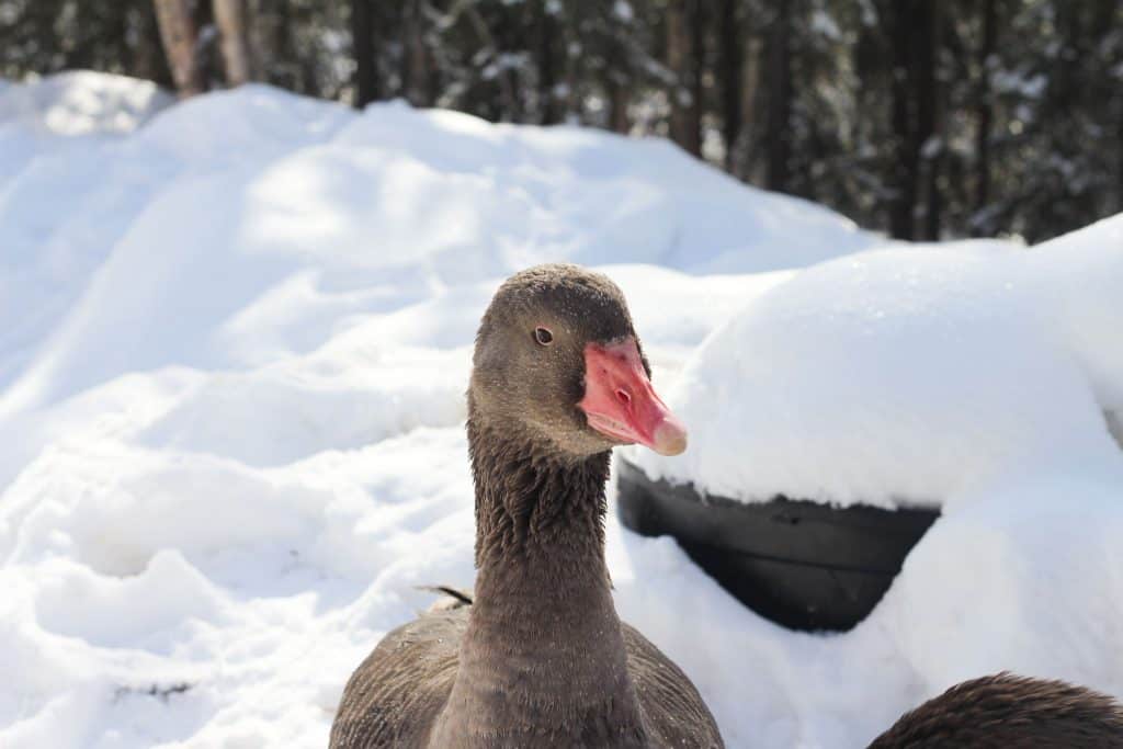 A French Toulouse goose sitting in snow