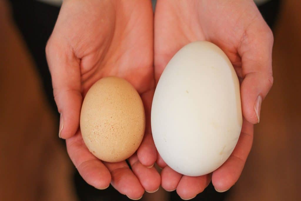 Hands holding goose egg vs chicken egg