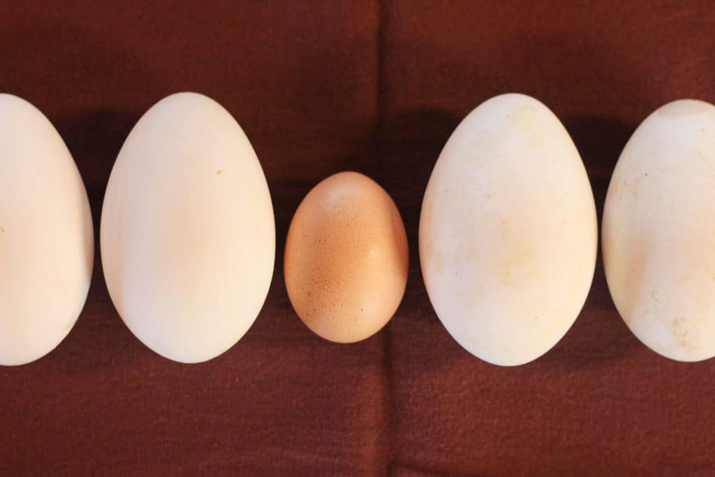 Goose egg vs chicken egg-laying on a towel