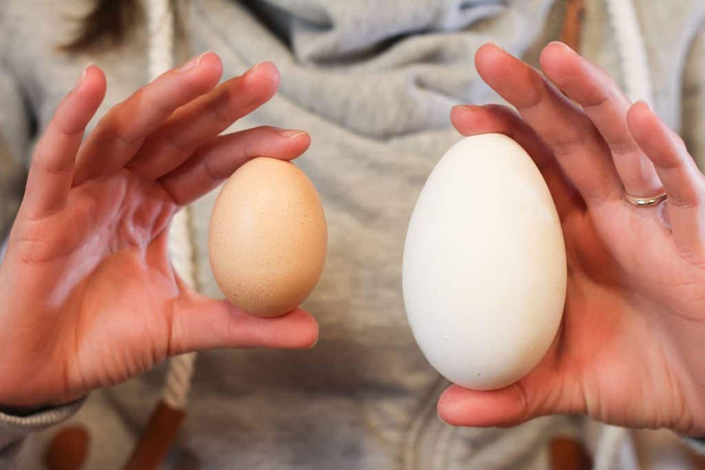 Hands holding up a goose egg vs chicken egg to show how large the goose egg is