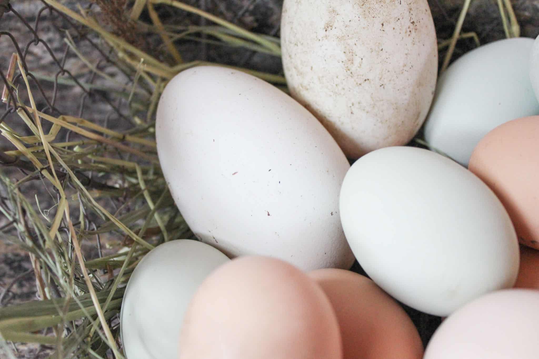 Goose Egg vs Chicken Egg