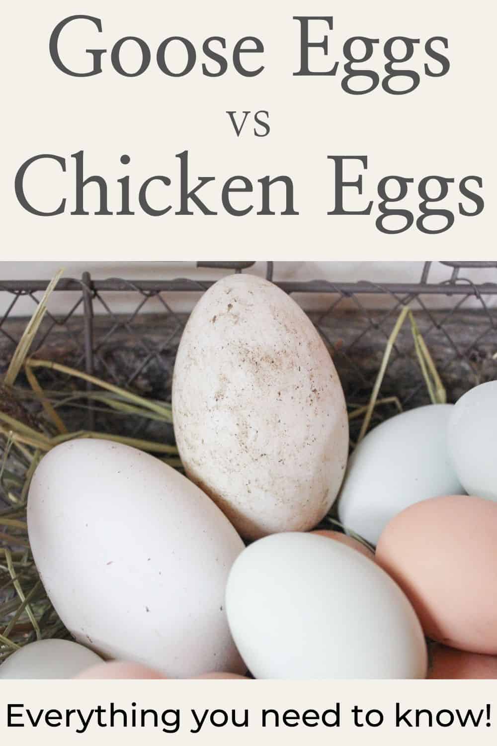 Goose Egg vs Chicken Egg Rosehips & Honey