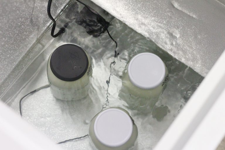 Three glass jars of raw milk sitting in water in a chest freezer, how to chill raw milk